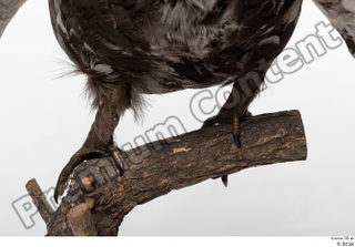 Western capercaillie leg 0005.jpg